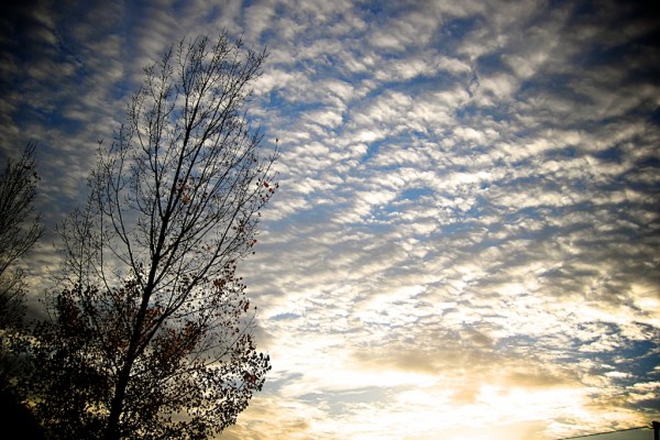 otoño, hojas y árboles 1