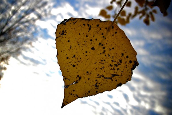otoño, hojas y árboles 2