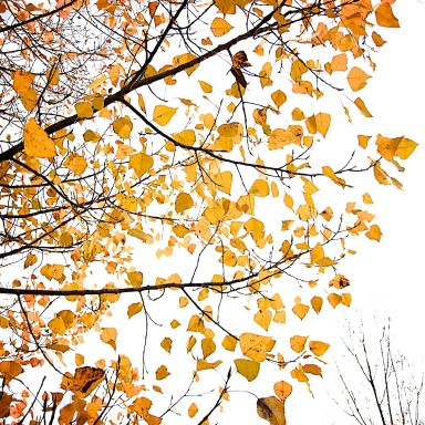 otoño, hojas y árboles 3