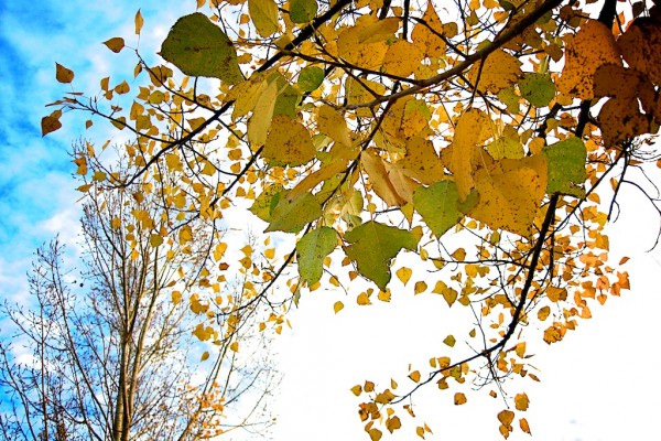 otoño, hojas y árboles 4