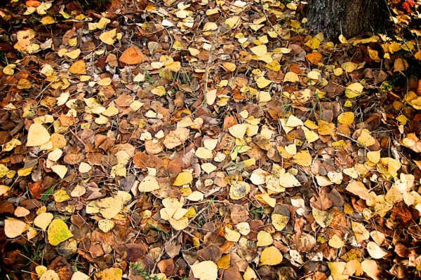 otoño, hojas y árboles 5