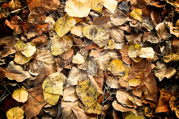 otoño, hojas y árboles 6