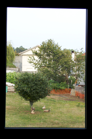 Una ventana llena de ovejas