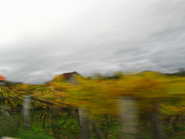 panning viña Ponteareas