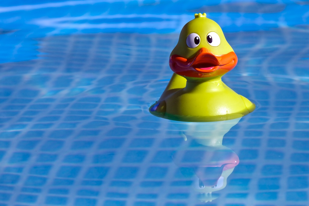 Pato Nico en la piscina