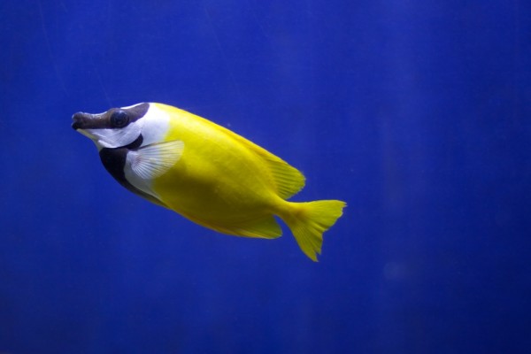 Peces en el acuario de O Grove