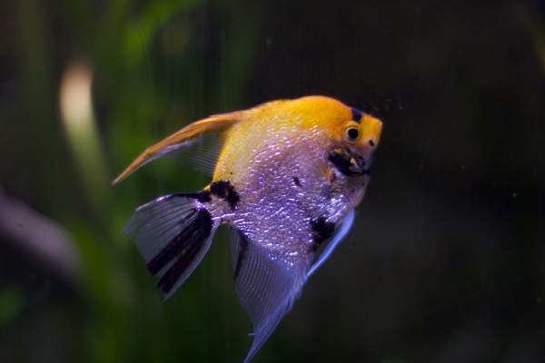 Peces en el acuario de O Grove
