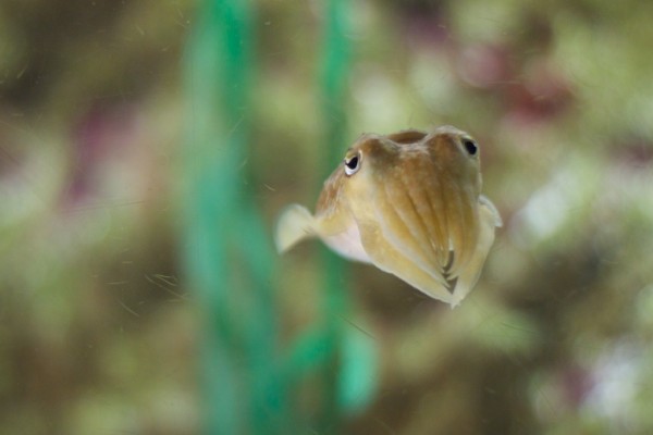 Peces en el acuario de O Grove