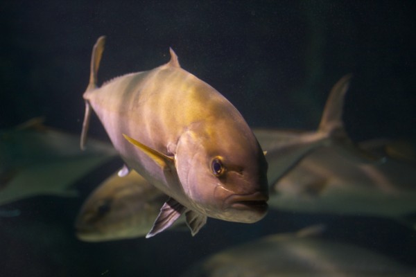 Peces en el acuario de O Grove