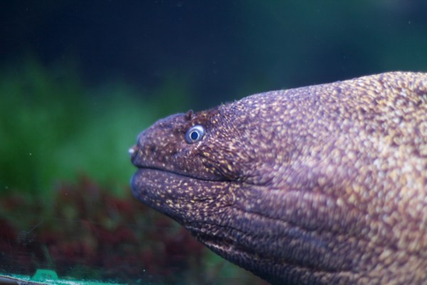 Peces en el acuario de O Grove