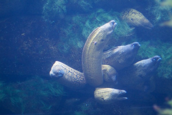 Peces en el acuario de O Grove