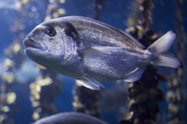 Peces en el acuario de O Grove