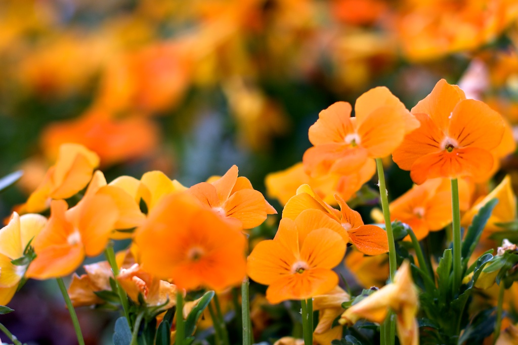 Pensamientos naranjas