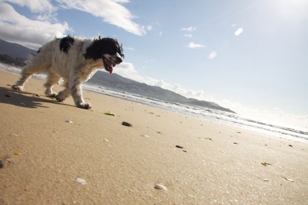Perra Miranda, un cocker spaniel en la playa