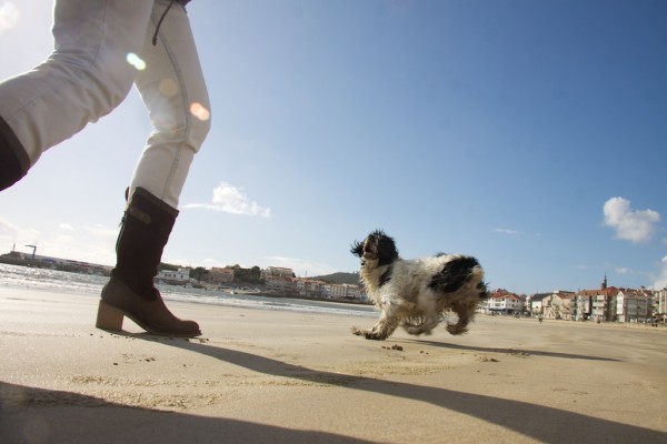 Perra Miranda, un cocker spaniel jugando