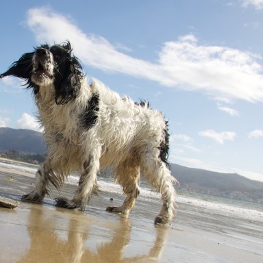 Perra Miranda, un cocker spaniel ladrando