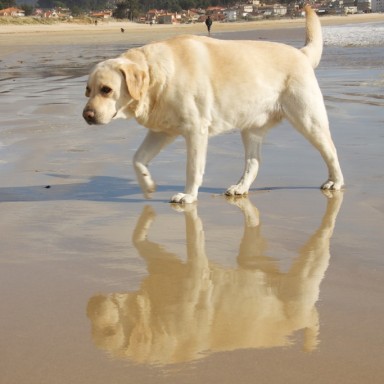 Max, perro labrador -pero labrador- retriever