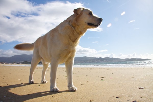 Max, perro labrador -pero labrador- retriever (contrapicado)