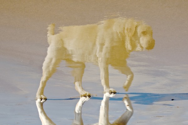 Max, perro labrador -pero labrador- retriever (reflejo)