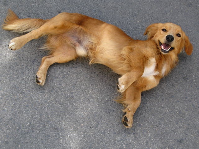 Perro en Puerto Real