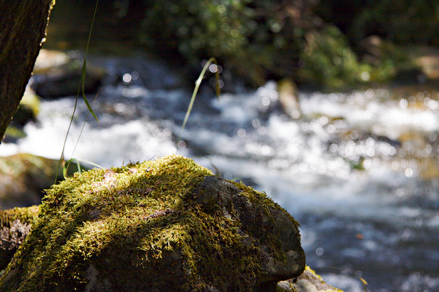 Piedra musgosa en el río