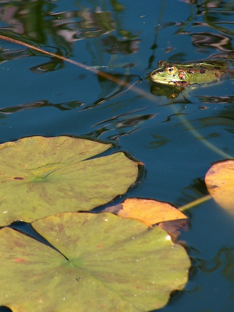 Rana en el estanque de Carmen Rana en el estanque de Carmen