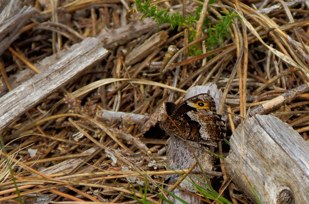 Sátiro moreno · Monte Castrove