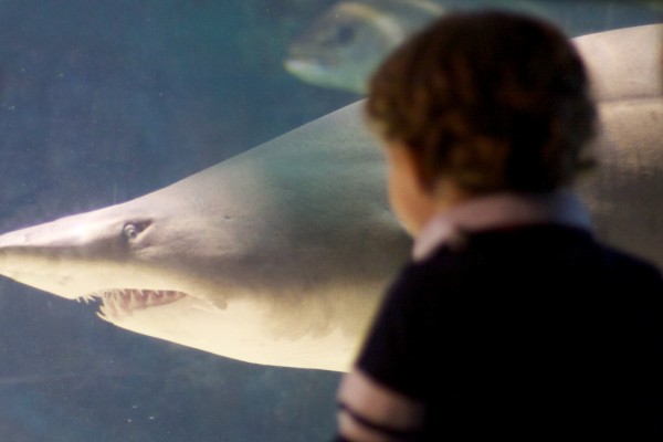 Tiburón en el acuario de O Grove