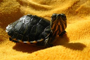 Epi es la tortuga de mi mm