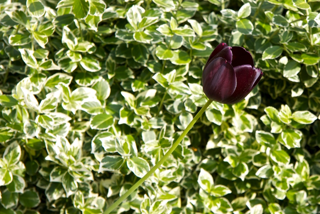 Tulipán púrpura imperial