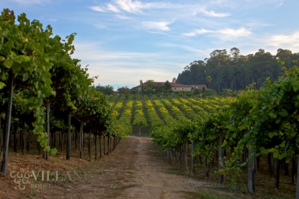 Vendimia en el Pazo As Barreiras de Bodegas Villanueva Senra (01)