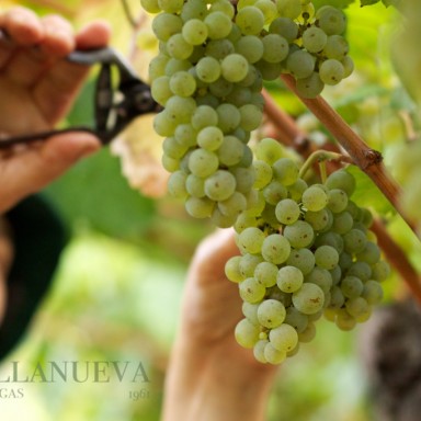 Vendimia en el Pazo As Barreiras de Bodegas Villanueva Senra (02)