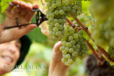 Vendimia en el Pazo As Barreiras de Bodegas Villanueva Senra (02)