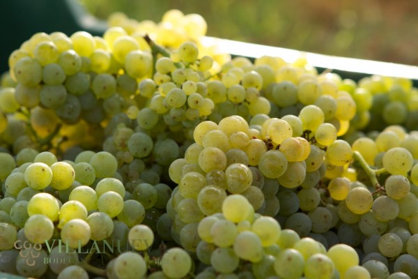 Vendimia en el Pazo As Barreiras de Bodegas Villanueva Senra (03)