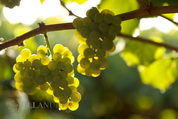 Vendimia en el Pazo As Barreiras de Bodegas Villanueva Senra (04)