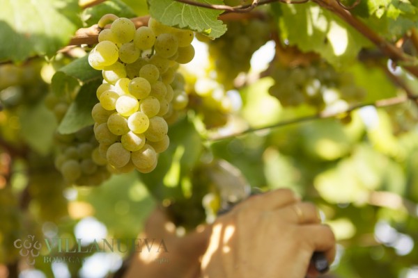 Vendimia en el Pazo As Barreiras de Bodegas Villanueva Senra (05)