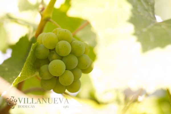 Vendimia en el Pazo As Barreiras de Bodegas Villanueva Senra (06)