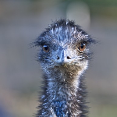 vigozoo emu