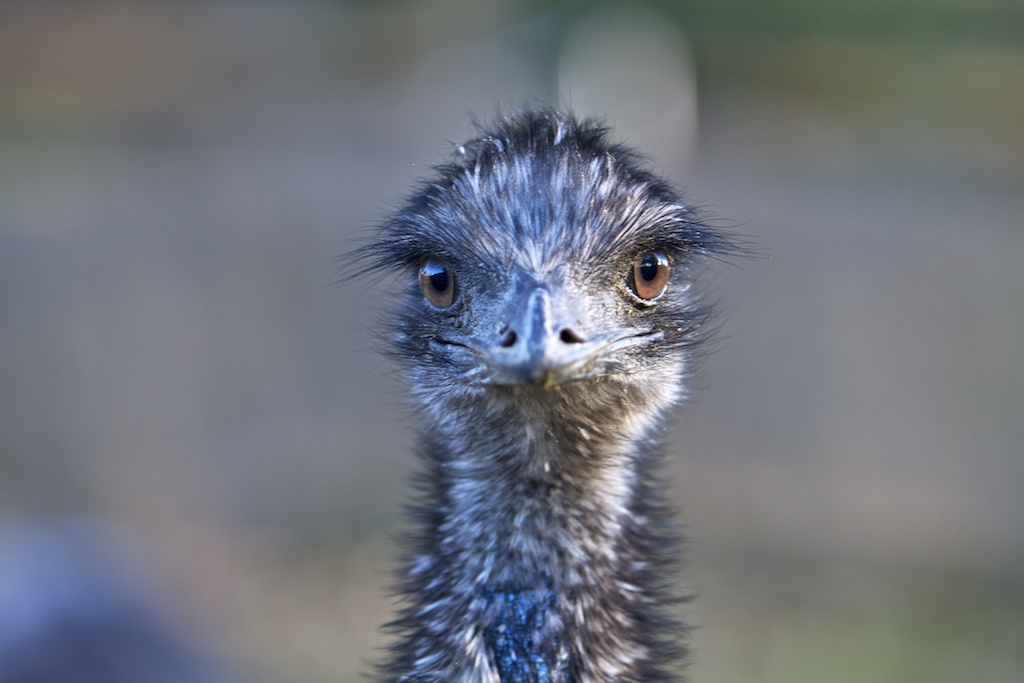 Doce caras de Vigozoo