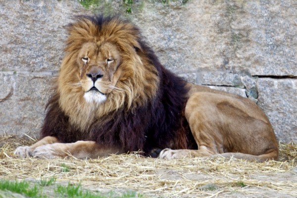 vigozoo leon