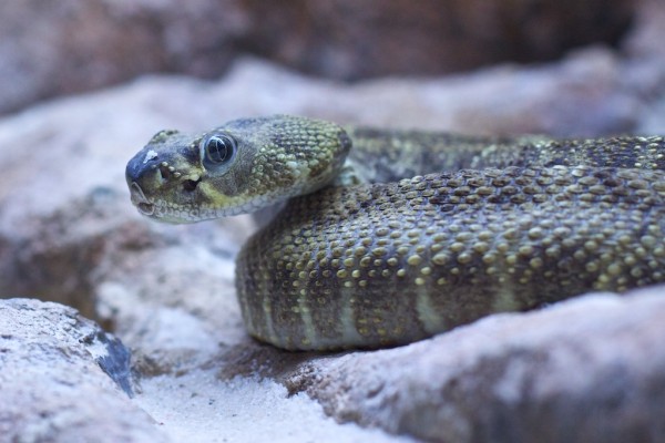 vigozoo serpiente