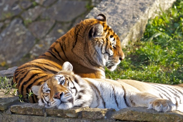 vigozoo tigres