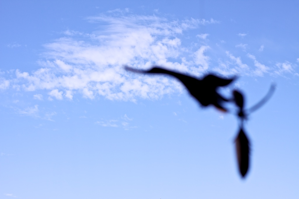 Vuela alto ¡sé libre!