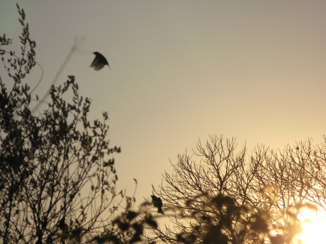 Vuelo a la puesta de sol
