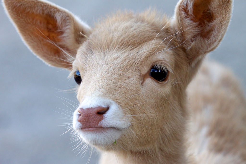 Cervatillo · Zoo de Vigo