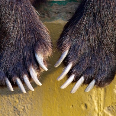 zoo de vigo garras de oso